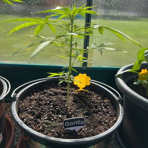 Gorilla Auto growlog timeline photo