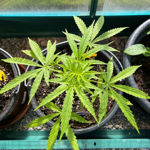 Gorilla Auto growlog timeline photo