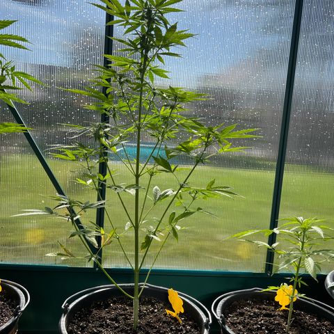 Blueberry Auto growlog timeline photo