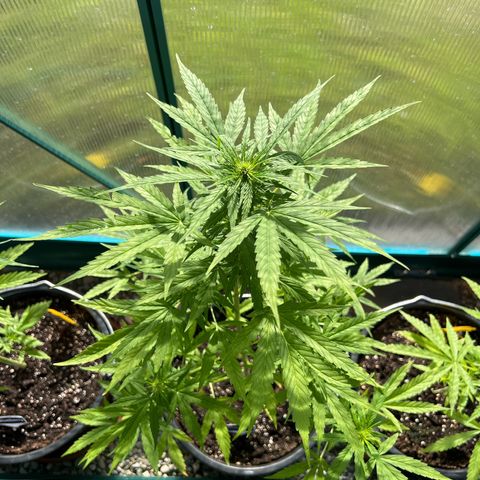 Blueberry Auto growlog timeline photo