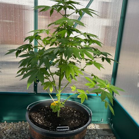 Shiskaberry growlog timeline photo