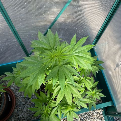 Shiskaberry growlog timeline photo