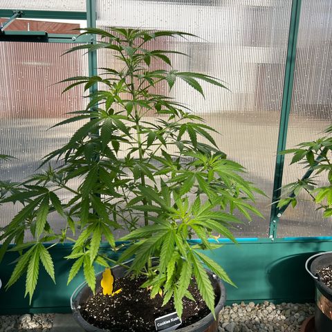 Cookies Kush growlog timeline photo