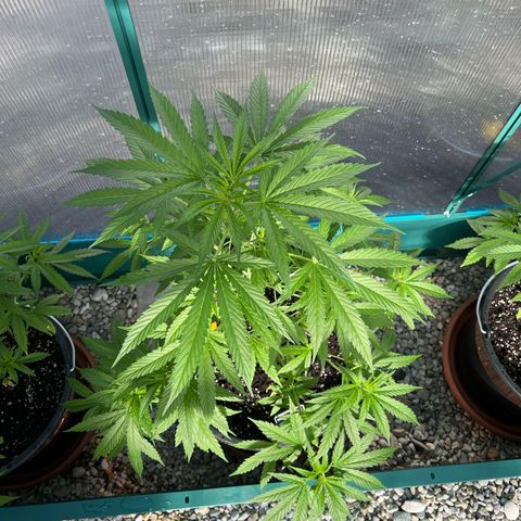 Cookies Kush growlog timeline photo