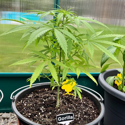 Gorilla Auto growlog timeline photo