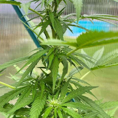 Blueberry Auto growlog timeline photo