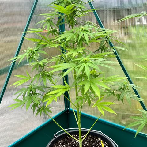 Blueberry Auto growlog timeline photo