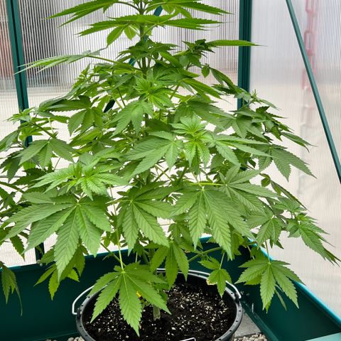 Shiskaberry growlog timeline photo