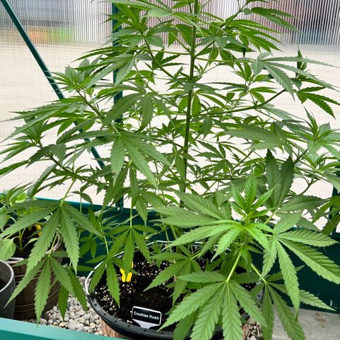 Cookies Kush growlog timeline photo