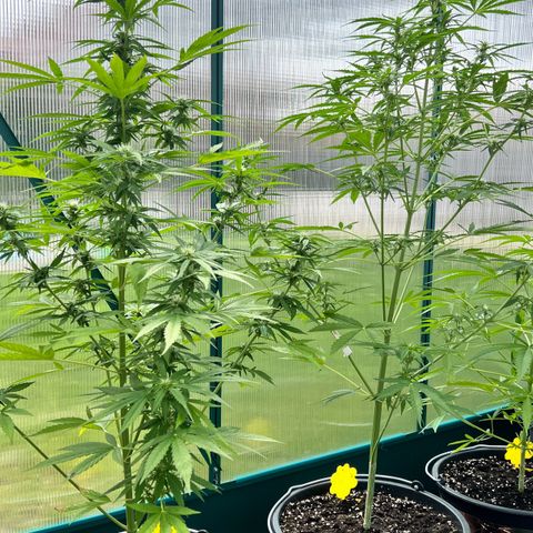 Blueberry Auto growlog timeline photo