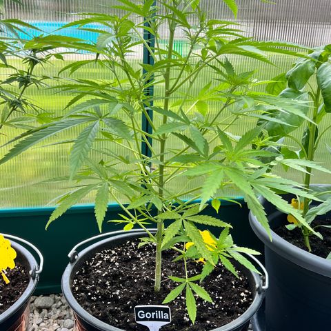 Gorilla Auto growlog timeline photo