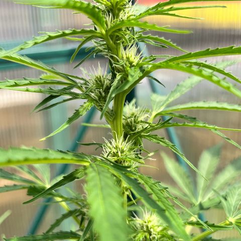 Blueberry Auto growlog timeline photo