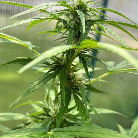 Blueberry Auto growlog timeline photo