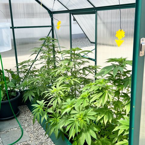 Cookies Kush growlog timeline photo