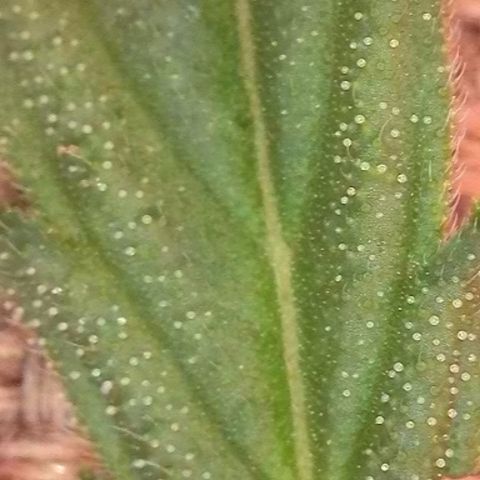 Blueberry Auto growlog timeline photo