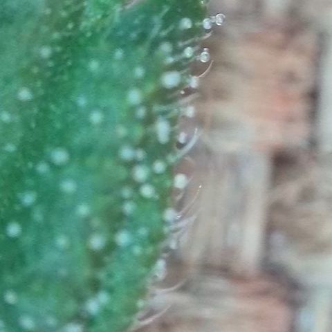 Blueberry Auto growlog timeline photo