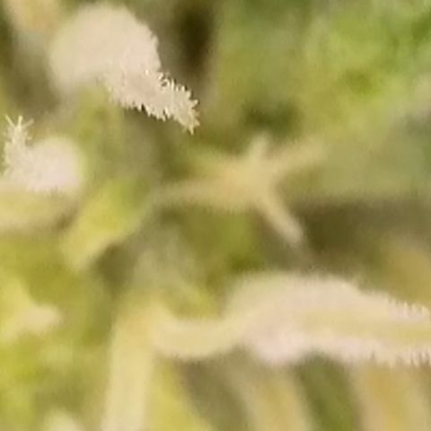 Blueberry Auto growlog timeline photo