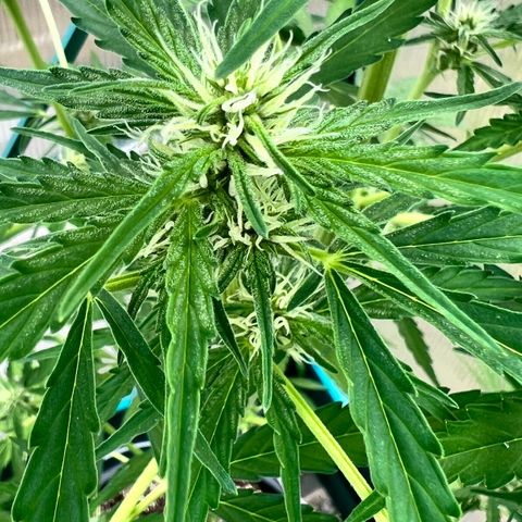 Blueberry Auto growlog timeline photo