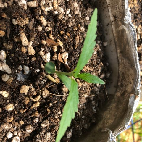 Adão 01 growlog timeline photo
