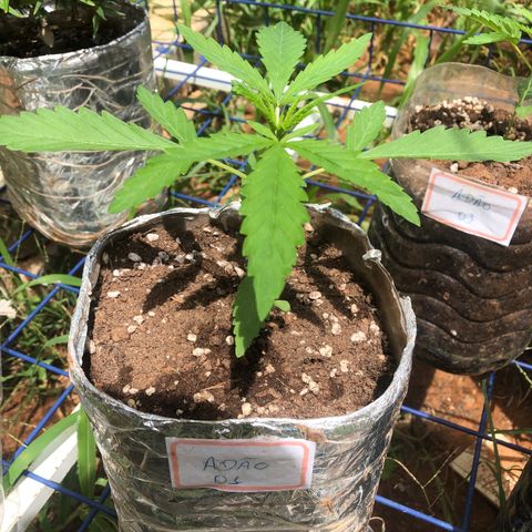 Adão 01 growlog timeline photo