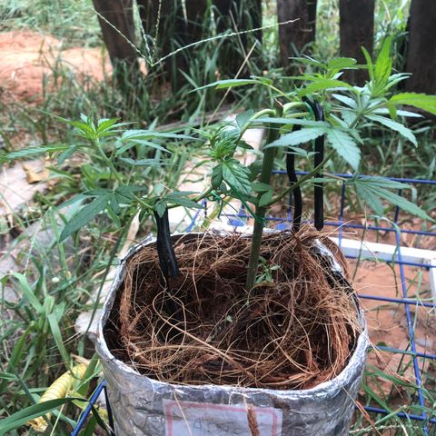 Adão 01 growlog timeline photo