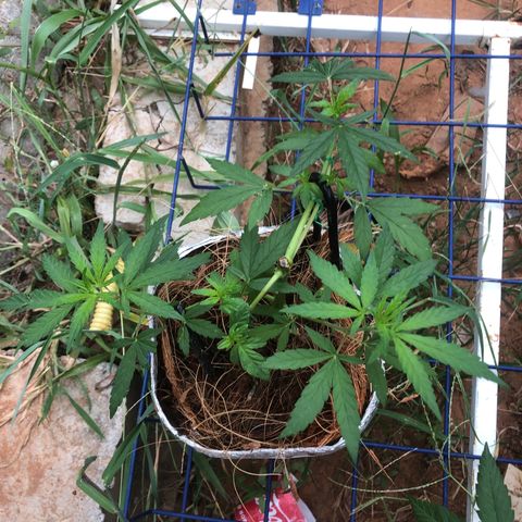 Adão 01 growlog timeline photo