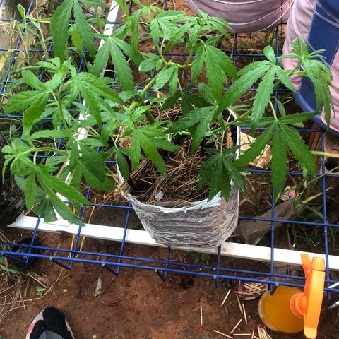 Adão 01 growlog timeline photo
