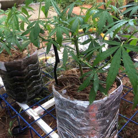 Adão 01 growlog timeline photo