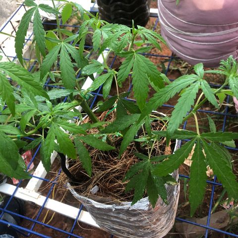 Adão 01 growlog timeline photo