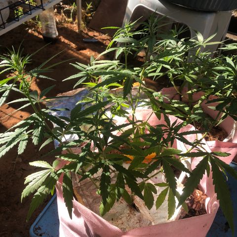 Adão 01 growlog timeline photo