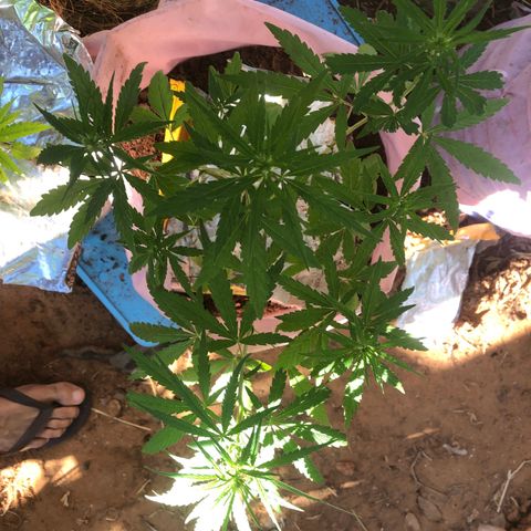 Adão 01 growlog timeline photo