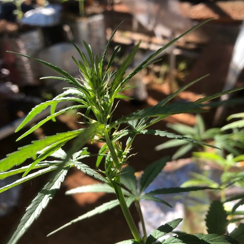 Adão 01 growlog timeline photo
