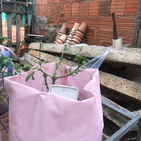 Adão 01 growlog photo: Planta foi atacada por formigas cortadeiras a 1 semana.
Está d processo de regevetacao 