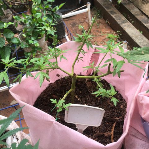 Adão 01 growlog photo: Adubação feita com N e K