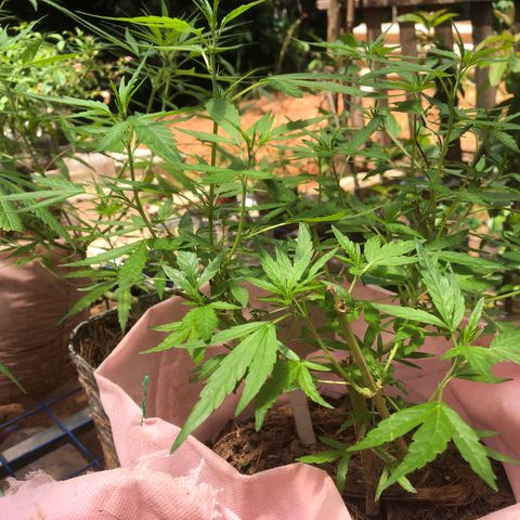 Adão 01 growlog photo: Segue se recuperando do ataque. Esta vegetando, mas iniciou os primeiros pestilos, semana que vem pré-floração.Iniciando mais 1 minguante. 