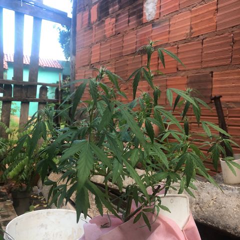 Adão 01 growlog photo: Início da pré floração. Planta revegetou e se recuperou do ataque das formigas 
