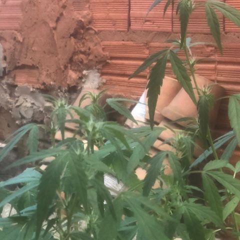 Adão 01 growlog photo: Início da pré floração. Planta revegetou e se recuperou do ataque das formigas 