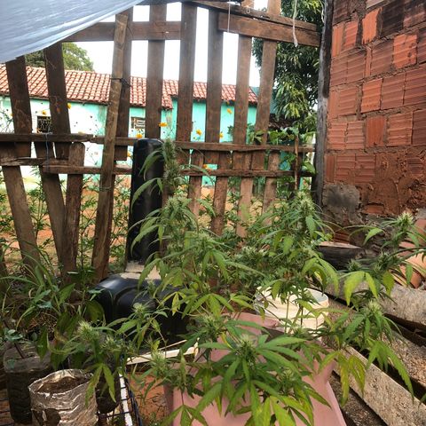 Adão 01 growlog photo: Planta segue formando seus buds. 