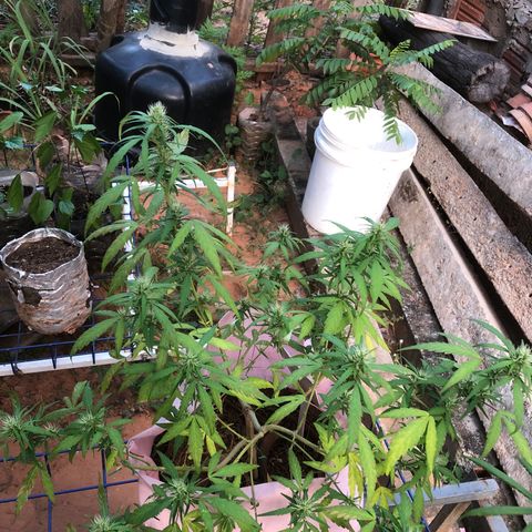 Adão 01 growlog photo: Planta segue formando seus buds. 