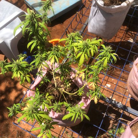 Adão 01 growlog photo: Fim da primeira semana da lua minguante. Momento de correção de nutrientes e PH. Planta segue se recuperando 