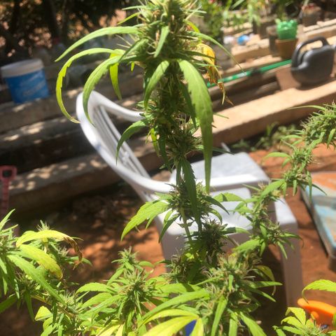 Adão 01 growlog photo: Fim da primeira semana da lua minguante. Momento de correção de nutrientes e PH. Planta segue se recuperando 
