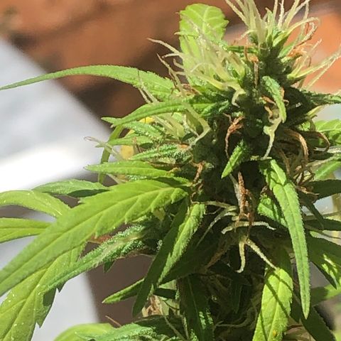 Adão 01 growlog photo: Fim da primeira semana da lua minguante. Momento de correção de nutrientes e PH. Planta segue se recuperando 