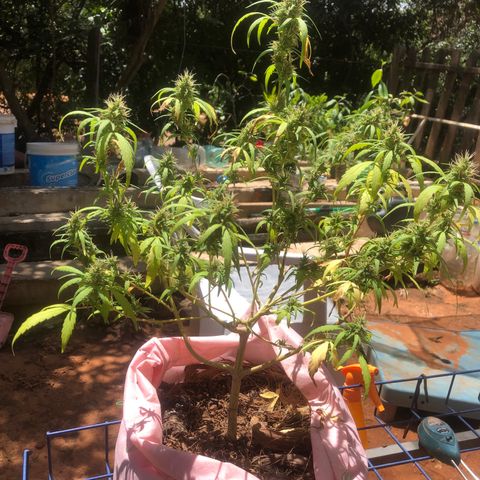 Adão 01 growlog photo: Fim da primeira semana da lua minguante. Momento de correção de nutrientes e PH. Planta segue se recuperando 
