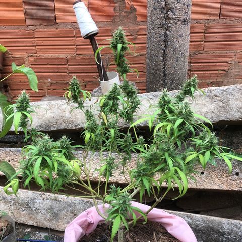 Adão 01 growlog timeline photo