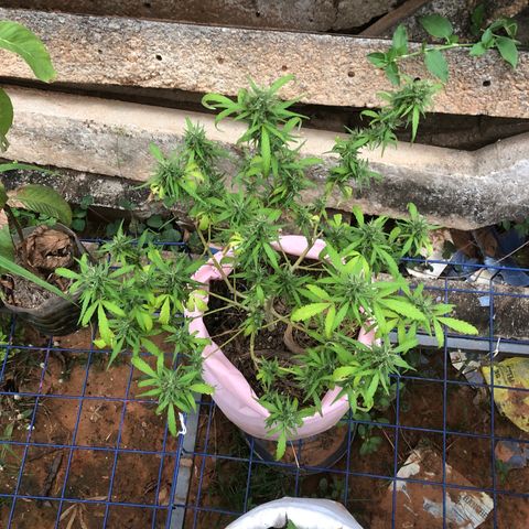 Adão 01 growlog timeline photo