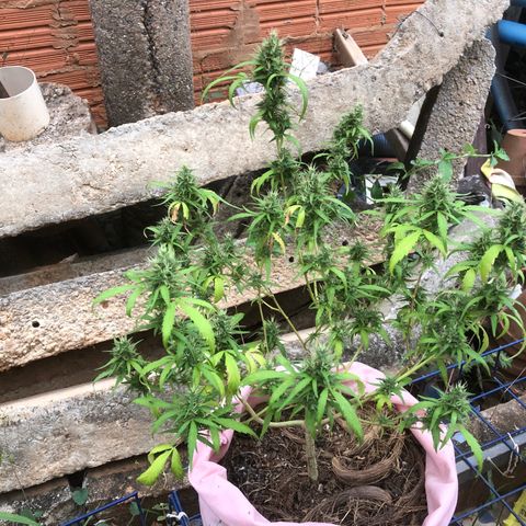 Adão 01 growlog timeline photo