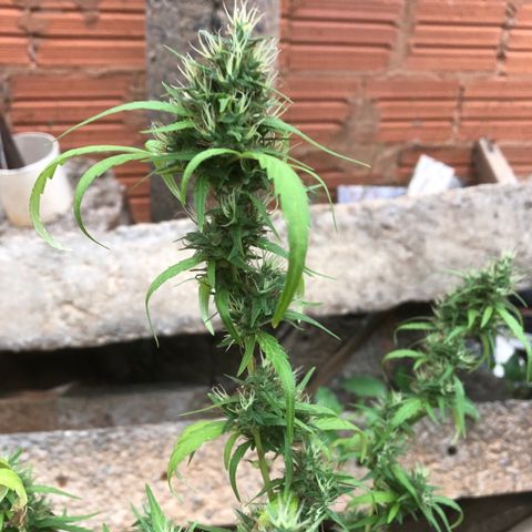 Adão 01 growlog timeline photo