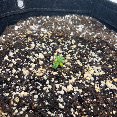 Double Grape #1 growlog timeline photo