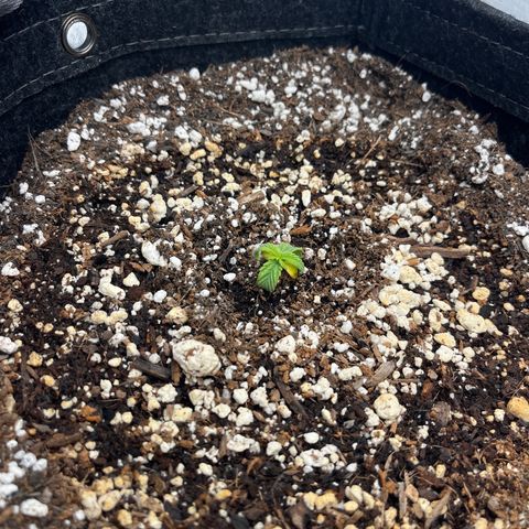 Double Grape #1 growlog timeline photo