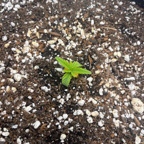 Double Grape #1 growlog timeline photo